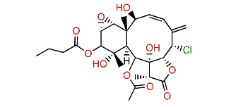 Briaexcavatin T